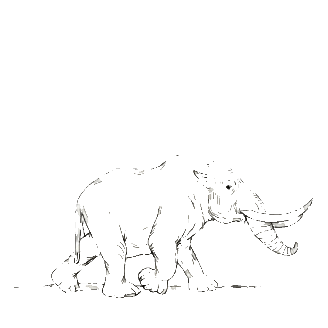 Elephant animation